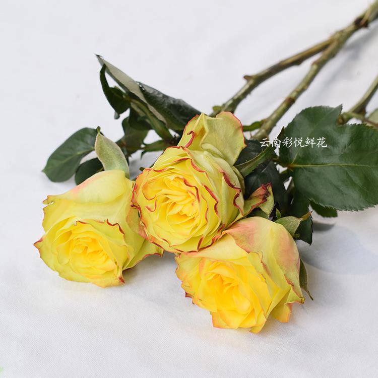 【迷醉玫瑰】昆明基地 迷醉玫瑰鲜花 AB级玫瑰鲜切花 20支/扎