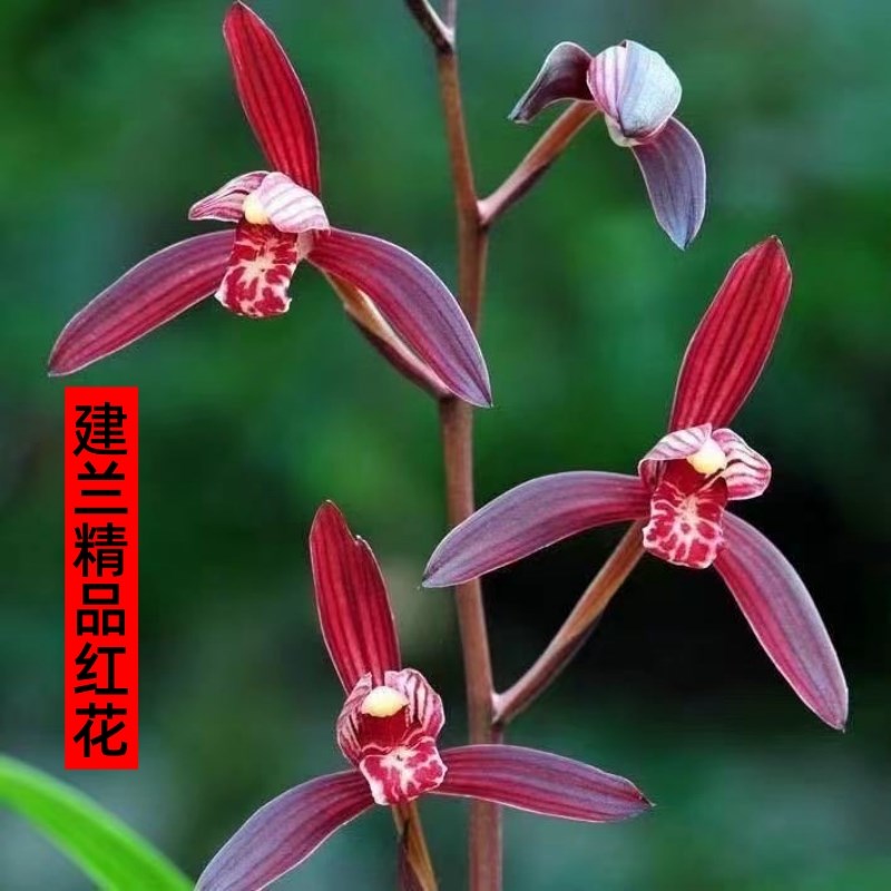 建兰名品八盆红花之栽宝室内花卉大墨浓香四溢极具香气雅致带花苞