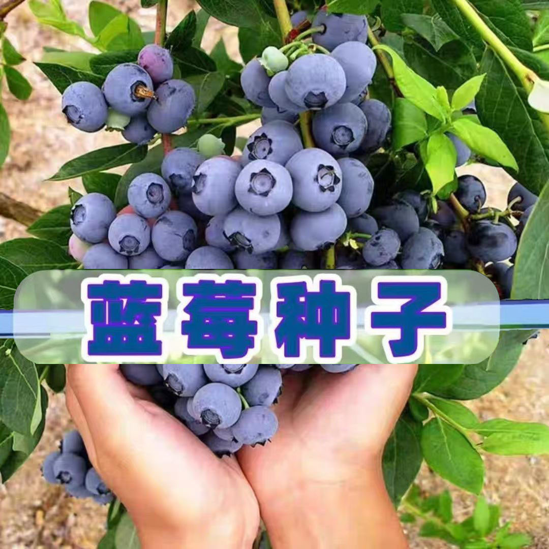 【下单立减50】蓝莓种子家庭阳台小院盆栽地栽四季均可种植ZP