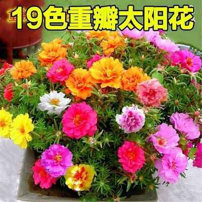 【下单立减50】新款网红重瓣太阳花花种子四季播种开花易成活ZP