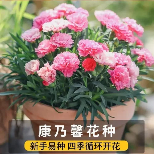 【下单立减50】重瓣康乃馨种子四季开花盆栽耐寒易活绿植花卉种KP