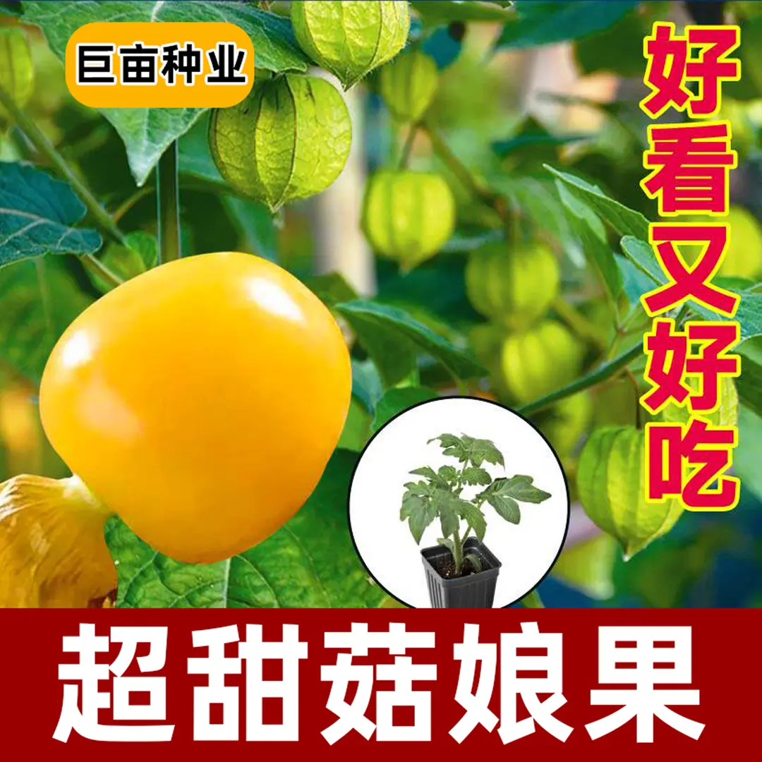 【下单立减50】寿光大果超甜金姑娘苗秧紫色黄色东北菇娘果食用BW