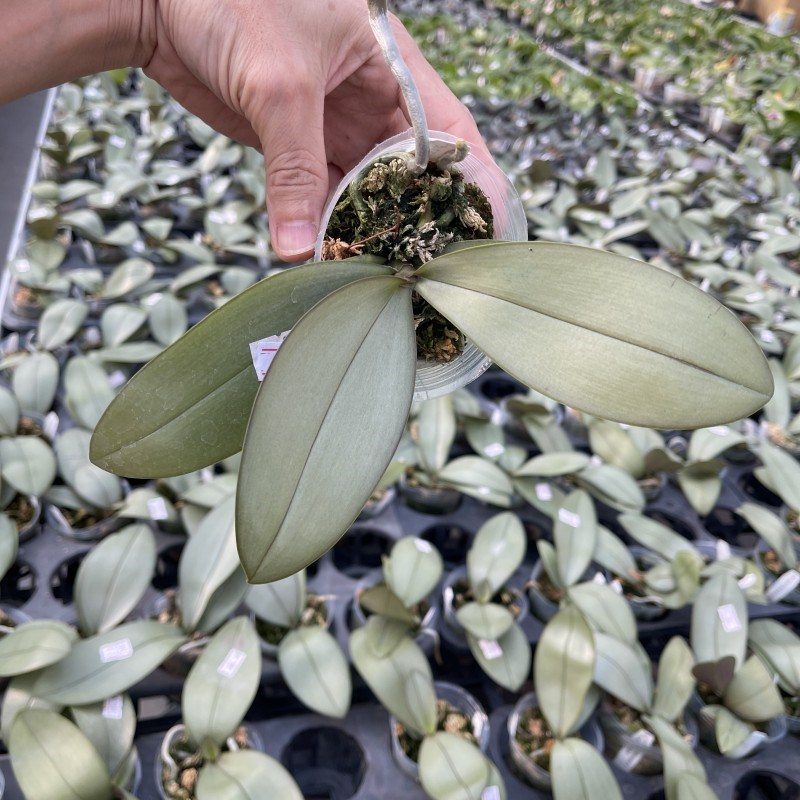 玛丽卉兰园 原生种蝴蝶兰花盆阳 花娅绿植栽台进口