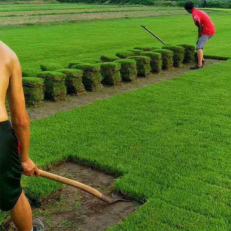 真草坪带土四季青马尼拉果岭草百慕大绿化草皮泥土草皮真草厂