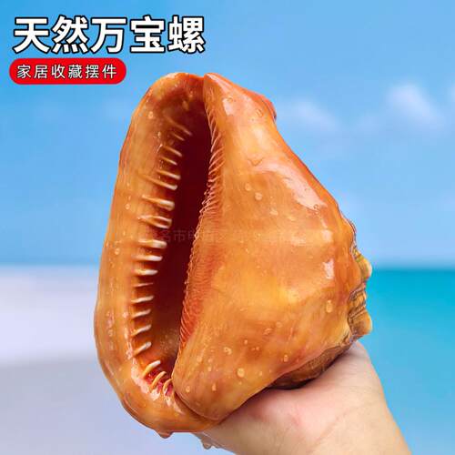 万宝螺天然超大海螺贝壳摆件