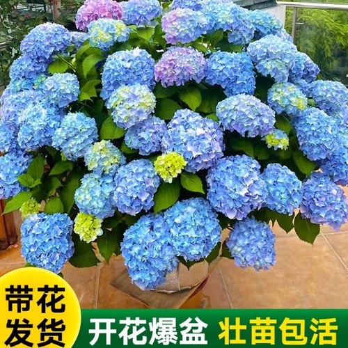 带花苞绣球花无尽夏绣球花苗盆栽带花大苗老桩花卉植物室内花好养