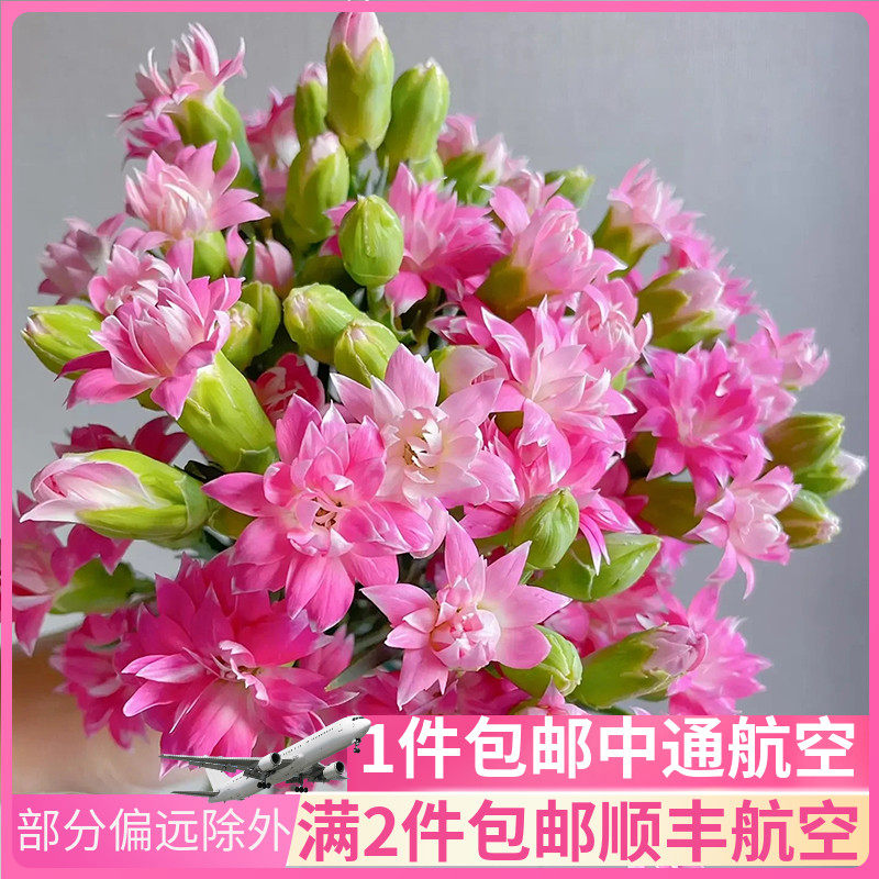 粉星太子多头康乃馨云南斗南鲜花基地直发昆明花卉市场批鲜切花发