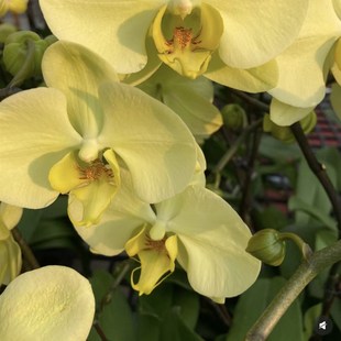 蝴蝶兰九五之尊3.5寸加高杯