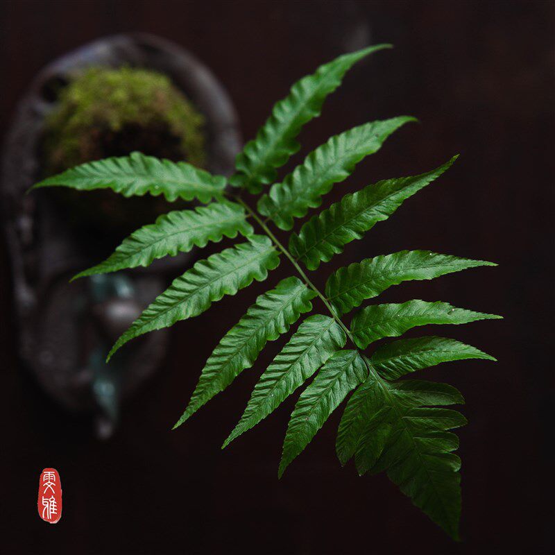 蕨类紫萁狼尾苔藓球苔玉盆景绿植物一叶办公室内好养客厅易活盆栽