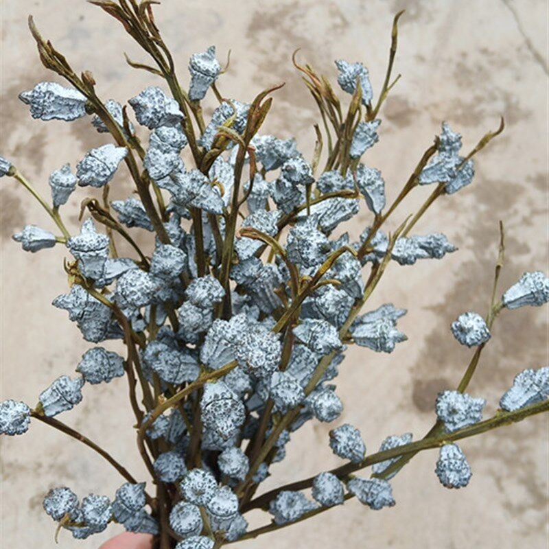 尤加利小白果十字果鲜花可以做天然干花家庭造型摆件装饰云南直发