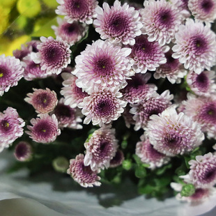 小雏菊鲜花云南基地直发纽扣菊花一扎现摘发货家用水养鲜花大菊花