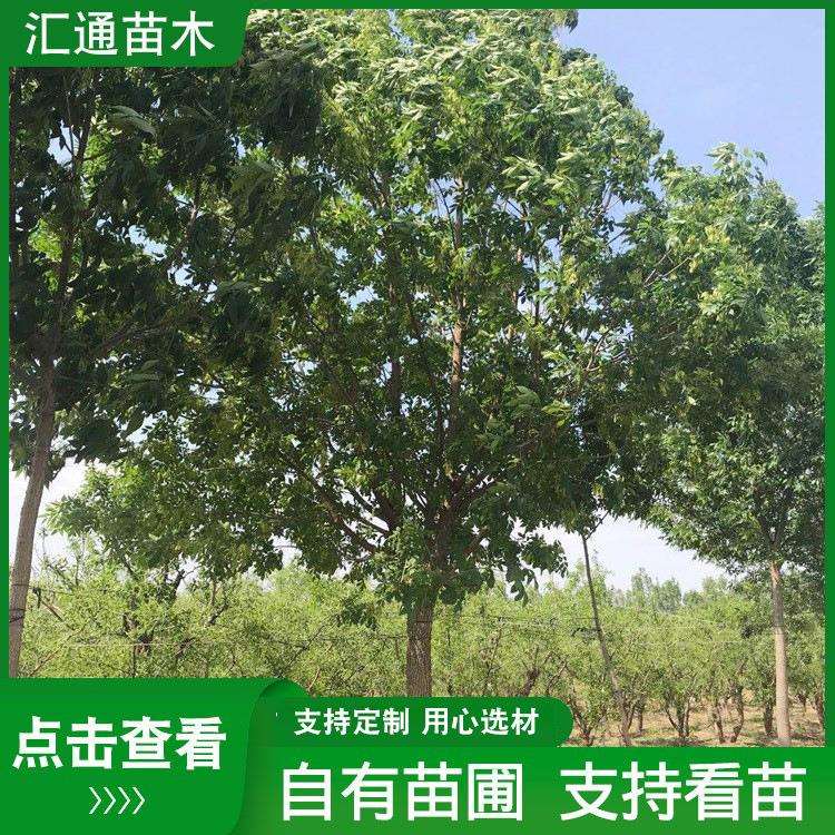 行道树绿化树 庭院园林造景白蜡树基地绿化工程树木 速生白蜡树