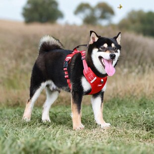 狗狗胸背带中型犬牵引绳背心式防爆冲反光遛狗绳宠物用品超值热卖