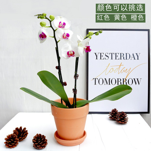 蝴蝶兰真花盆栽带花好养观花植物室内好养高档盆景