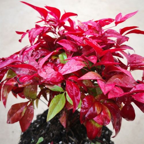 火焰南天竹盆栽花镜植物冬季耐寒好养室内阳台庭院造景彩叶植物