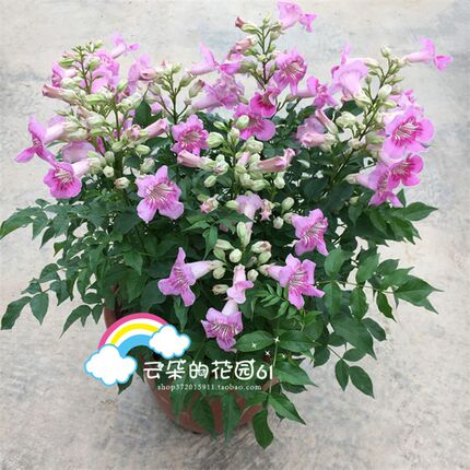 粉色凌霄花苗爬藤植物老桩盆栽好养攀援花卉阳台藤本炮仗花喇叭花