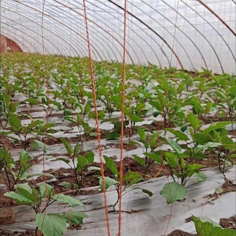 轮胎线吊蔓绳吊秧绳番菜蔬棚黄瓜辣椒西红柿大茄西瓜甜瓜吊绳吊线