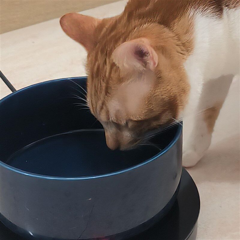 加热暖垫可调温加热板热牛奶热啡茶自动杯杯垫宠物饮水加咖保温垫