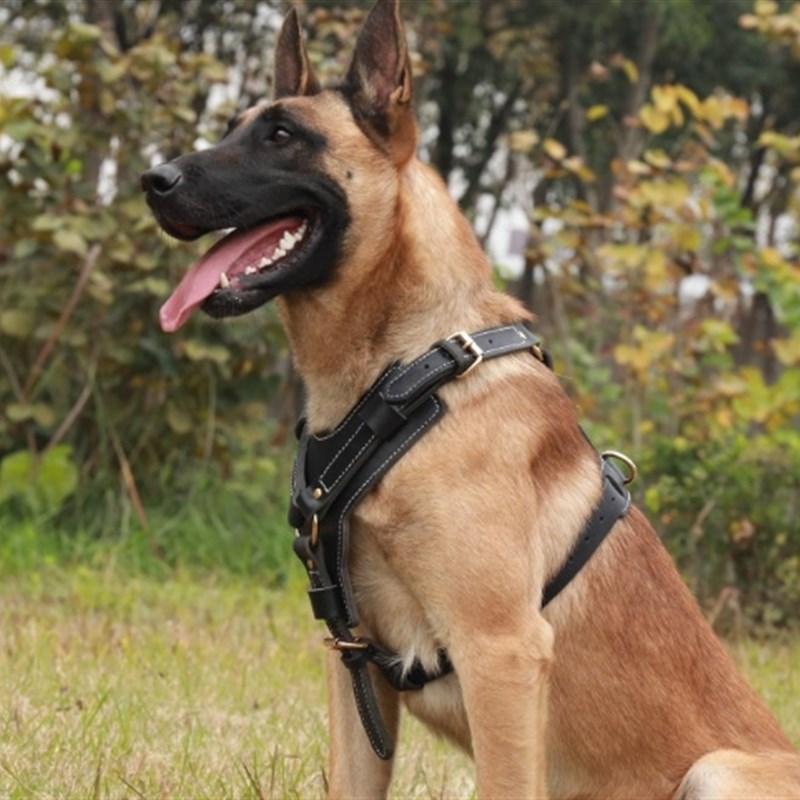 狗狗胸背带高真k9牛皮大型犬牵引绳马犬杜宾杜宾金毛狗链子防爆冲