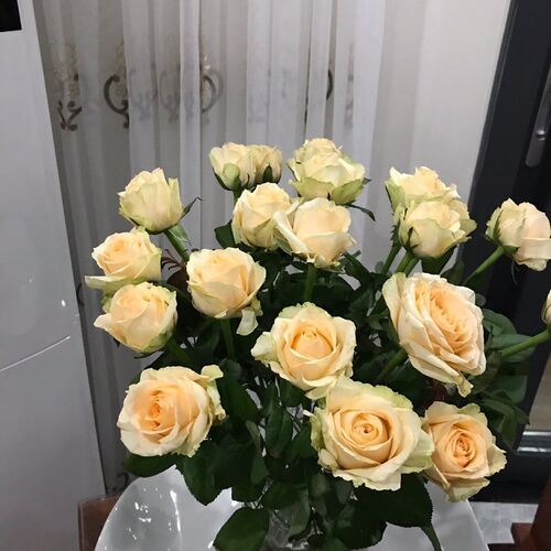 香槟养瑰花鲜花云南直发直批基地昆明斗花助农花卉真南水玫色家用