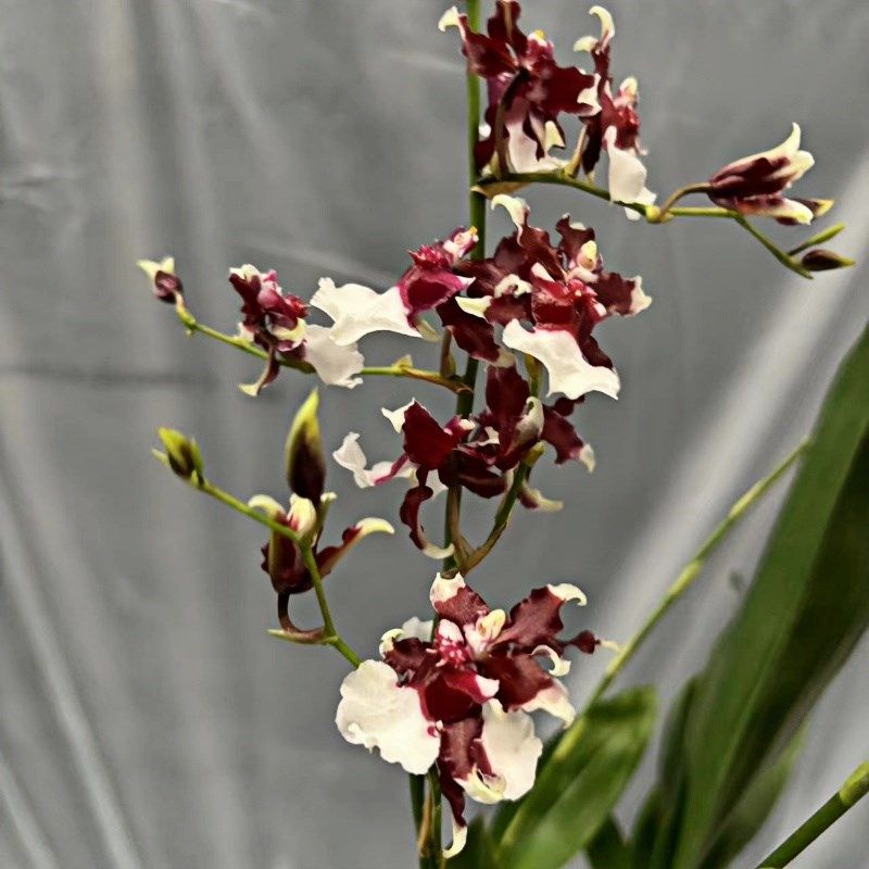 巧克力文心兰浓香型好养易活花期长米粉芽变双色甜香水,鲜花速递/花卉仿真/绿植园艺,国兰/杂交兰/洋兰类,淘宝优惠券,粉丝福利购,淘宝优惠卷