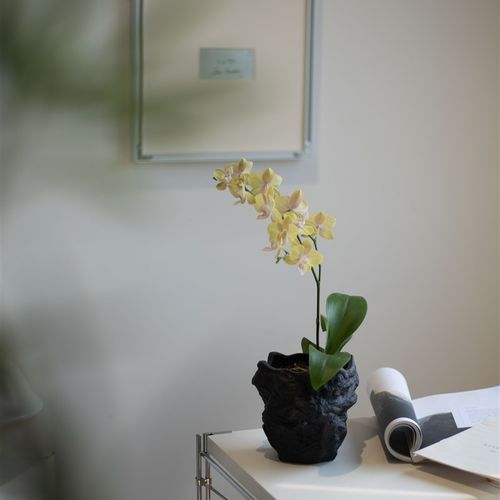 皇妃蝴蝶兰室内办公桌面花卉绿植观花盆景兰花国兰年宵花带花发货