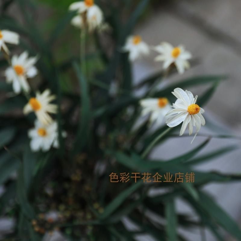 天然永生云南真绿色干草植玻璃工干花物手花瓶客厅餐厅窗台装饰花