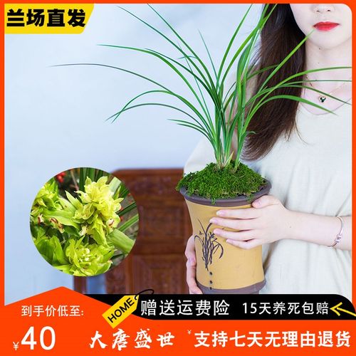 【大唐盛世】兰花苗莲瓣兰浓香兰草室内兰草国兰不带花苞名贵盆栽