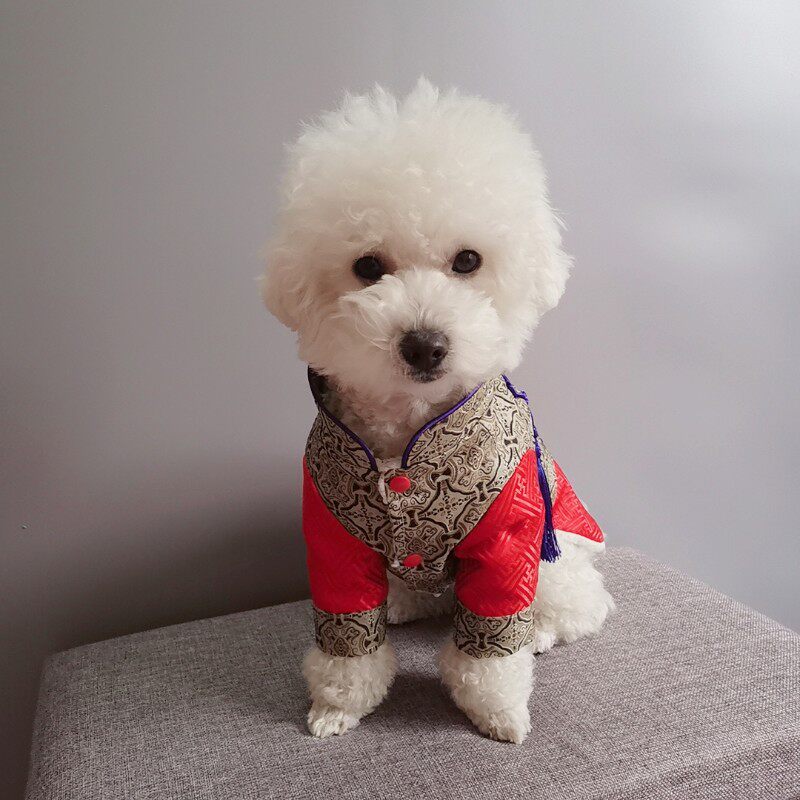 宠物唐装拜年服纸样泰迪法斗汉服图纸大小型狗狗过年喜庆服饰模版