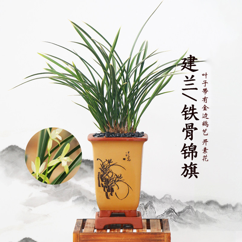 翁源兰花苗(带花苞)金边铁骨锦旗建兰素心四季兰草室内花卉绿植