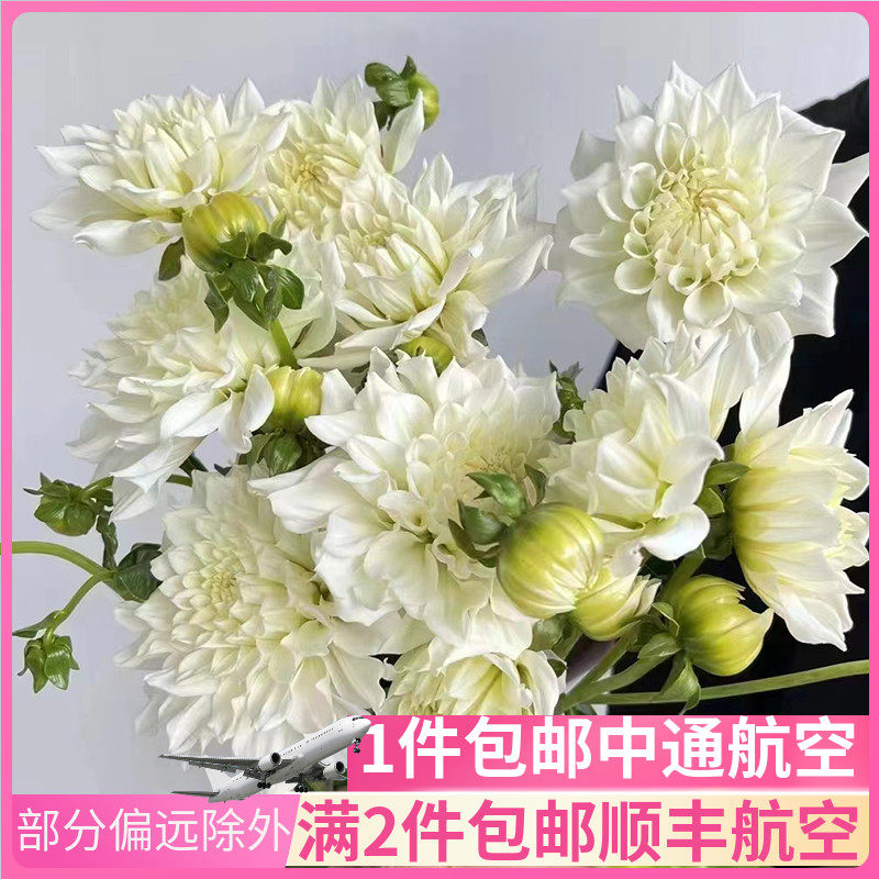 进口大丽花云南斗南鲜花基地直发昆明花卉市场批鲜切花发真花插花