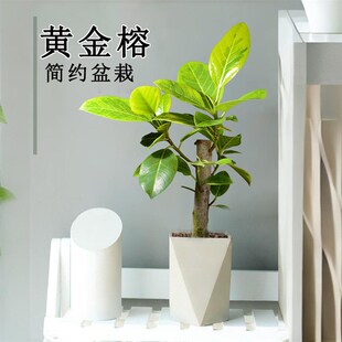 黄金榕盆栽小老桩室内办公室绿植花卉好养花叶富贵橡皮树小苗盆景