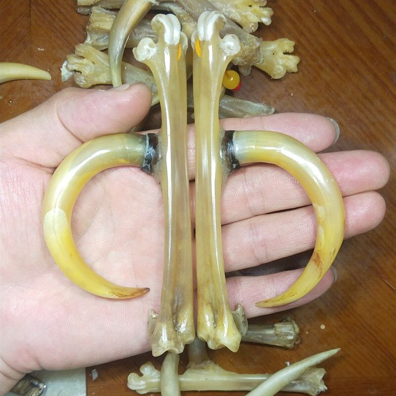 文玩爪鸡骨把件鸡蹬子手工玩作传统骨制抓钱手老鸡拐子盘玩骨艺