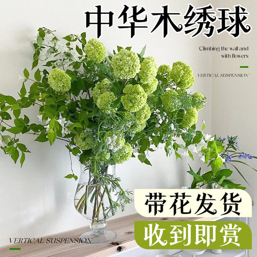 中华木绣球鲜切花插花水养鲜花室内客厅水培好养花束云南基地直发