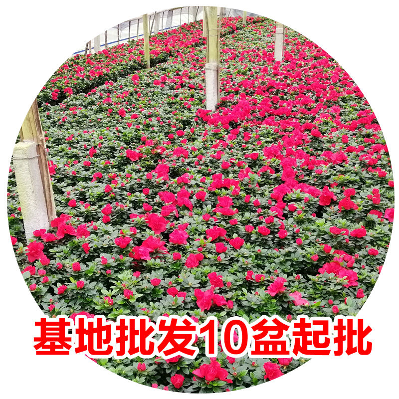 室内外地栽杜鹃花苗工程绿化四季开花开不断好养活庭院别墅花苗