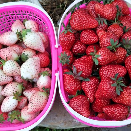 草莓手提篮子34斤塑料水果采摘篮子椭圆形桑葚篮樱桃篮杨梅篮厂家