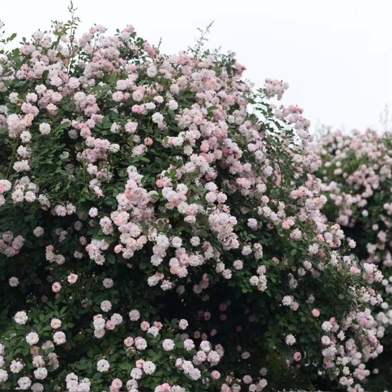 玫瑰半岛 呼吸香水 多季浓香藤本蔷薇  爬墙月季花苗庭院
