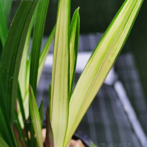 兰花苗建兰高山春色兰花浓香四季兰客厅庭院茶桌绿植盆栽花卉好养