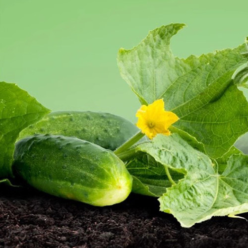 美乐棵蔬果专用营养土8L