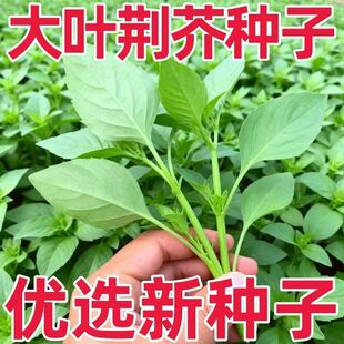 荆芥种子河南大叶荆芥菜种籽四季 小青菜种籽农家田园盆栽蔬菜种子