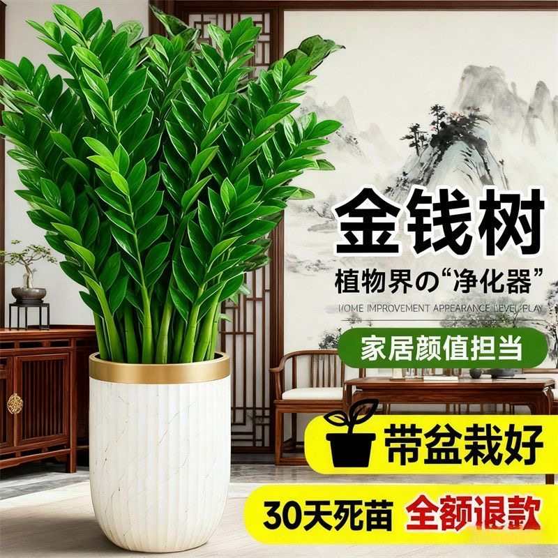 招财大型金钱树摇钱树清净化空气植物客厅绿植办公室室内盆栽阳台