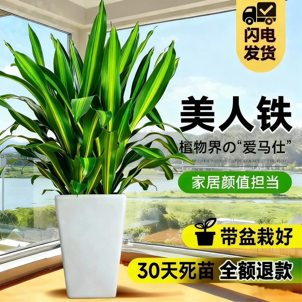 金心也门铁盆栽巴西铁室内大型客厅办公花卉植物香龙血树观叶绿植