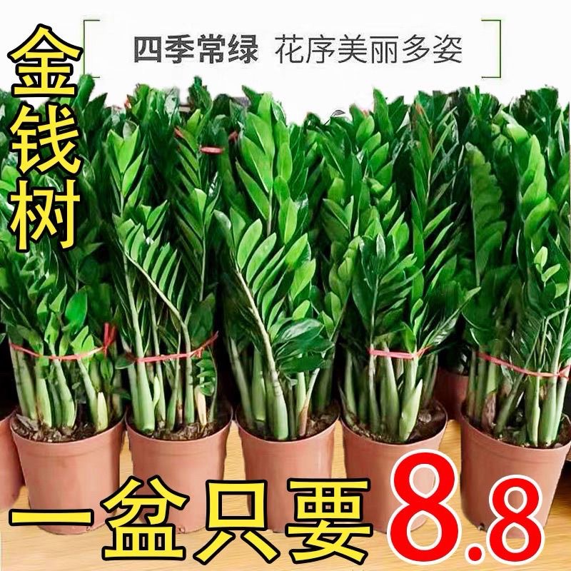 招财大型金钱树摇钱树清净化空气植物客厅绿植办公室室内盆栽阳台