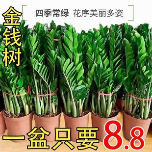 招财大型金钱树摇钱树清净化空气植物客厅绿植办公室室内盆栽阳台