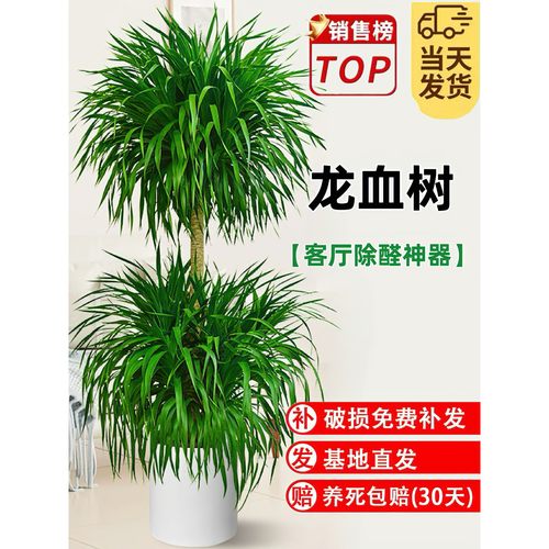 龙血树客厅绿植多头龙须树龙铁树客厅绿植室内大型龙血树网红盆景