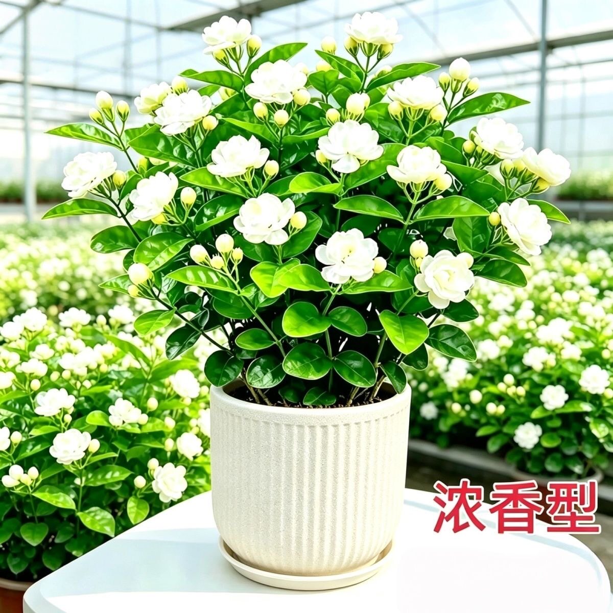 茉莉花盆栽带花苞室内花卉观花植物虎头茉莉四季好养开花不断绿植