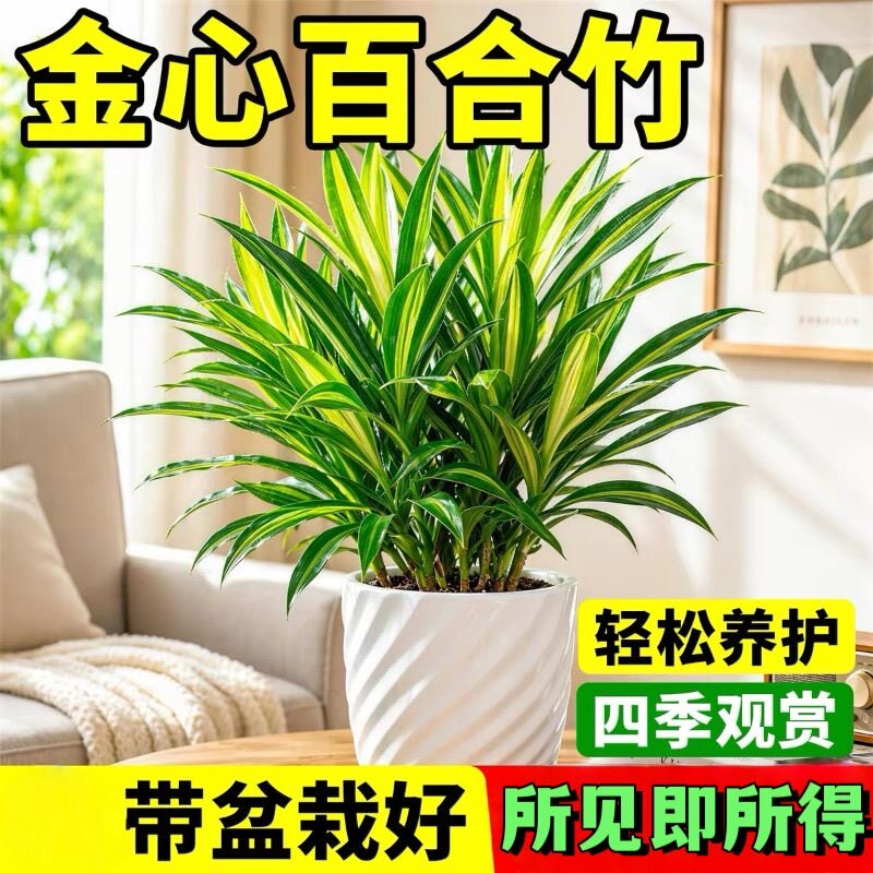 金心百合竹盆栽室内绿植办公室桌面摆件客厅好养花卉四季净化空气
