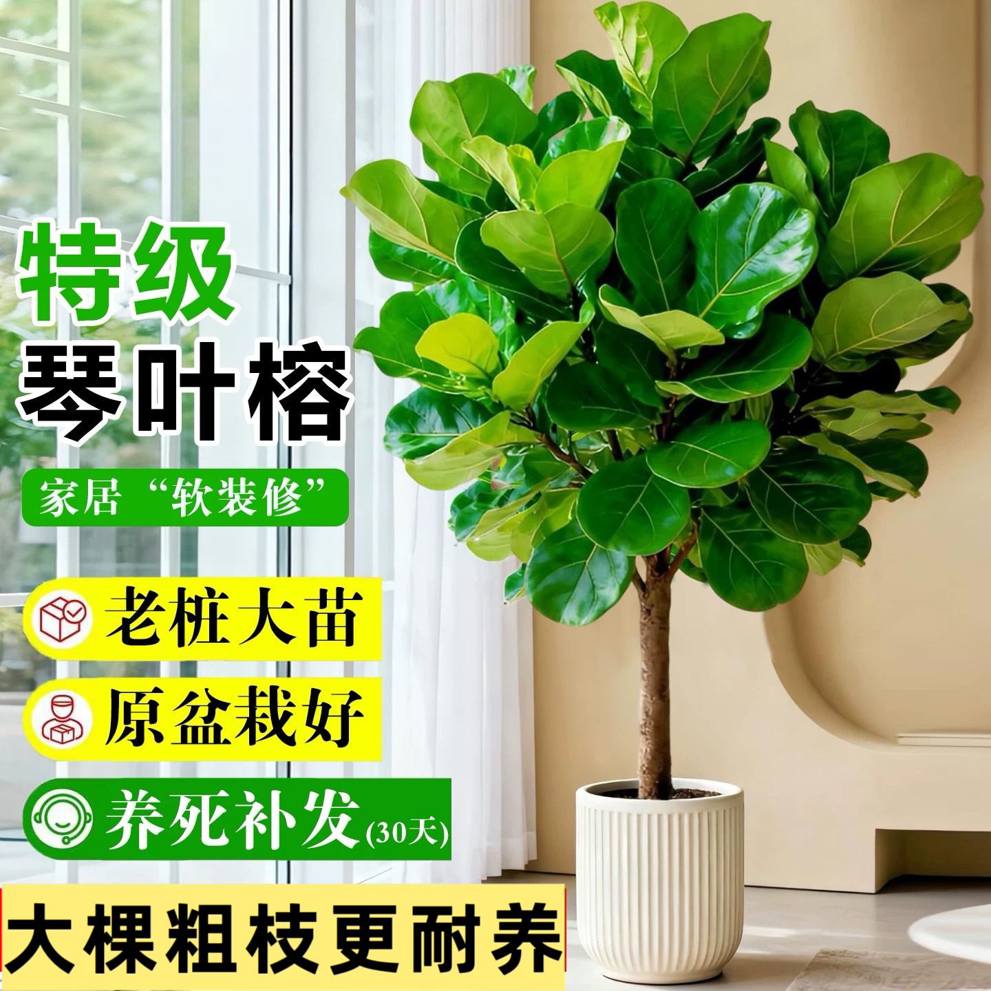 【包成活】琴叶榕大型绿植室内客厅好活易养高颜值网红北欧风盆栽