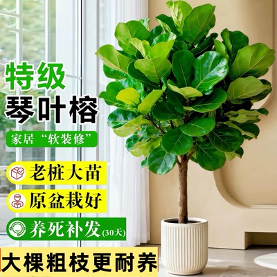【包成活】琴叶榕大型绿植室内客厅好活易养高颜值网红北欧风盆栽