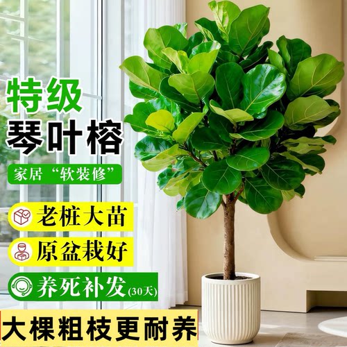 【包成活】琴叶榕大型绿植室内客厅好活易养高颜值网红北欧风盆栽
